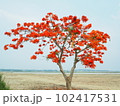 Red flowers Royal Poinciana Tree (Delonix Regia) aka Flame Tree or Peacock Flower. 102417531