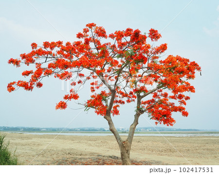 Red flowers Royal Poinciana Tree (Delonix Regia) aka Flame Tree or Peacock Flower. 102417531