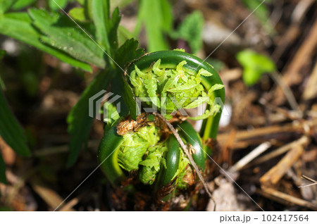 地面から生えたコゴミ 102417564