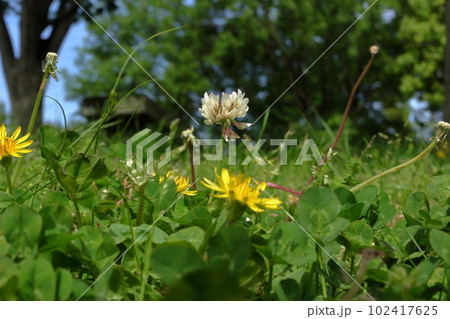 シロツメクサとタンポポ 102417625