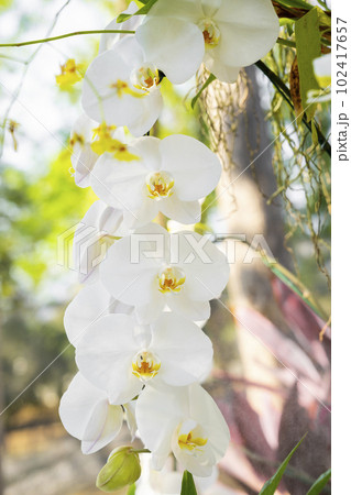 The White Orchid in bloom in the garden. 102417657