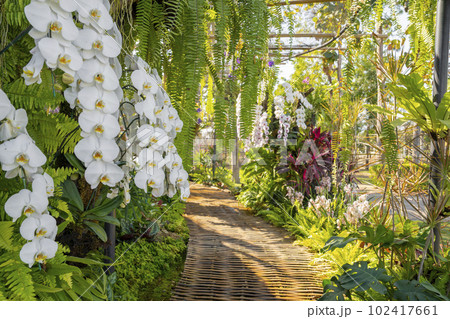 The walkway in Colorful Orchids in the Garden 102417661