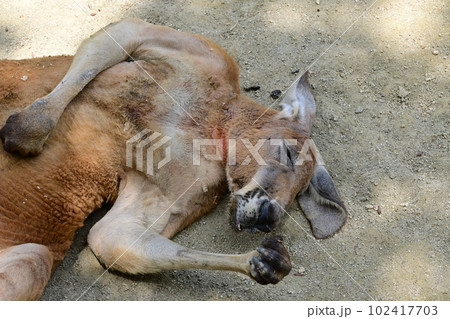 ぐっすり眠るカンガルー 102417703