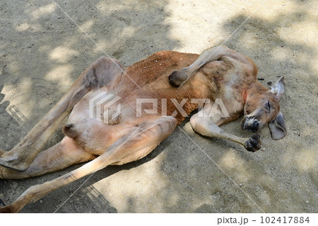 ぐっすり眠るカンガルー ぐっすり眠るカンガルー 102417884