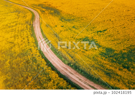 Top Elevated View Of Agricultural Landscape With Flowering Blooming Oilseed Field. Country dusty sandy road through fields. Spring Season. Blossom Canola Yellow Flowers. Country Landscape. Aerial View Top Elevated View Of Agricultural Landscape With Flowering Blooming Oilseed Field. Country dusty sandy road through fields. Spring Season. Blossom Canola Yellow Flowers. Country Landscape. Aerial View 102418195