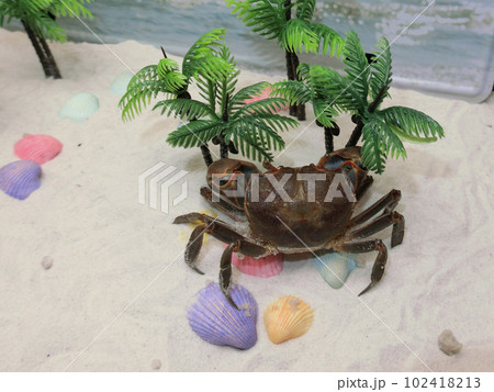 アシワラガニ 102418213