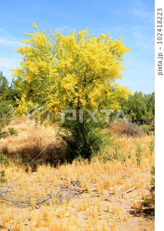 Palo Verde Tree, Sonora Desert, Spring and in bloom 102418223