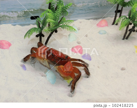 アカベンケイガニ 102418225