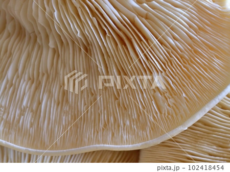 White mushroom underside close up White mushroom underside close up 102418454