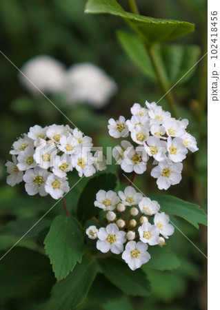 初夏に咲くしろく可愛いコデマリの花 初夏に咲くしろく可愛いコデマリの花 102418456
