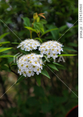 初夏に咲くしろく可愛いコデマリの花 102418460