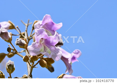 キリ(ゴマノハグサ科)の落葉広葉樹の花 キリ(ゴマノハグサ科)の落葉広葉樹の花 102418770