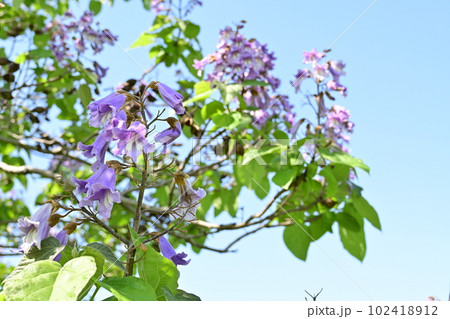 キリ（ゴマノハグサ科）の落葉広葉樹の花 102418912