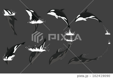 Orca animation in water set. Cartoon animal design. Ocean mammal orca isolated on white background. Whale killer jumping, predator fish illustration 102419090