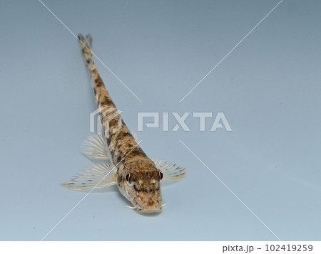 カマツカ 102419259