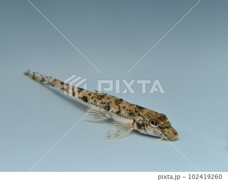 カマツカ カマツカ 102419260