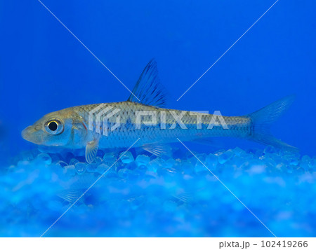 ニゴイ　幼魚 102419266