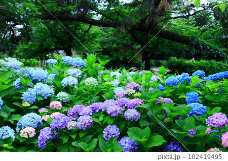 苦楽園(夙川公園)に<兵庫県西宮市>アジサイが咲く 苦楽園(夙川公園)に<兵庫県西宮市>アジサイが咲く 102419495
