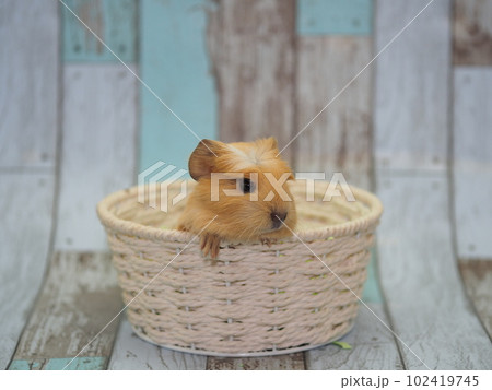 クレステッドモルモット クレステッドモルモット 102419745