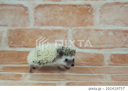 ヨツユビハリネズミ　パイド 102419757