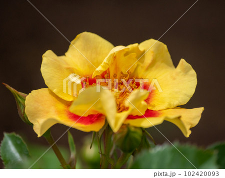 明るい黄色に赤い大きな目のようなバラの花【アイ オブ ザ タイガー】 102420093