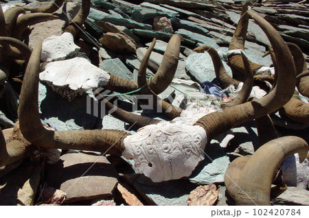 チベット ヤクの頭骨 チベット ヤクの頭骨 102420784