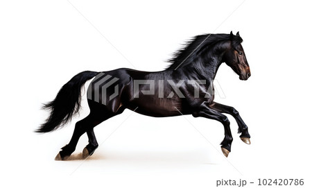白背景の黒馬 白背景の黒馬 102420786