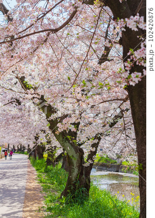 春の五条川、満開の桜〈愛知県岩倉市〉 102420876