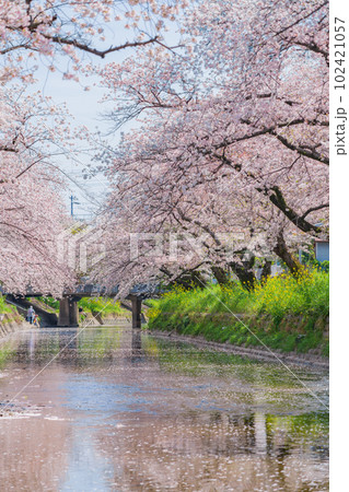 春の五条川、満開の桜〈愛知県岩倉市〉 102421057