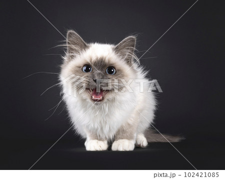 Sacred Birman on black background 102421085