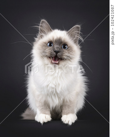 Sacred Birman on black background 102421087