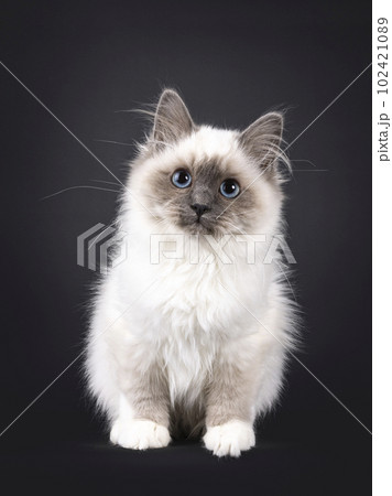 Sacred Birman on black background 102421089