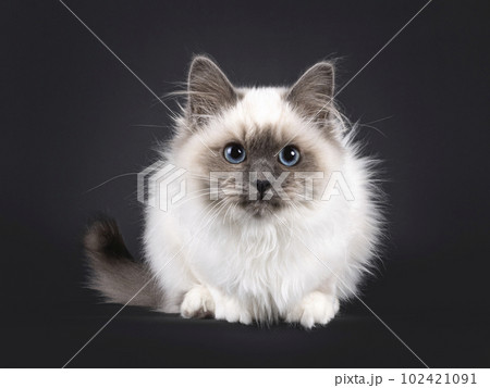 Sacred Birman on black background Sacred Birman on black background 102421091