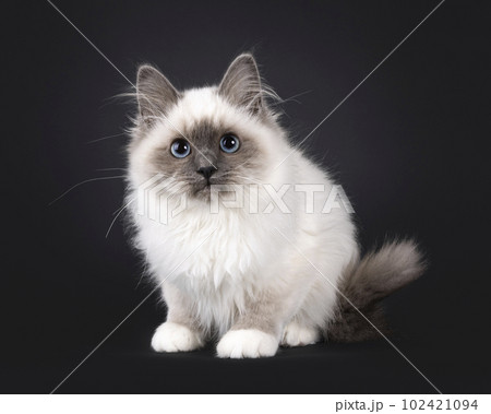 Sacred Birman on black background Sacred Birman on black background 102421094