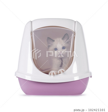 Ragdoll in litterbox on white background Ragdoll in litterbox on white background 102421101