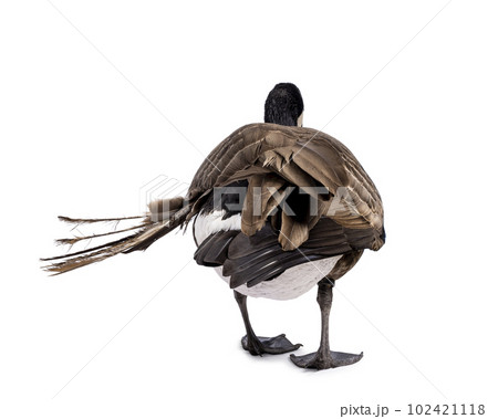 Small Canadian Goose on white background Small Canadian Goose on white background 102421118