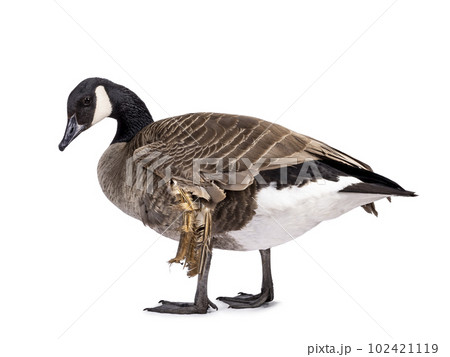 Small Canadian Goose on white background 102421119