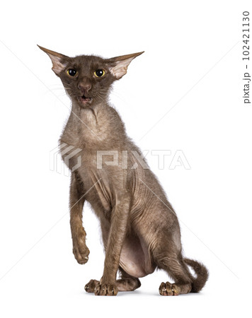 Peterbald cat on white background 102421130
