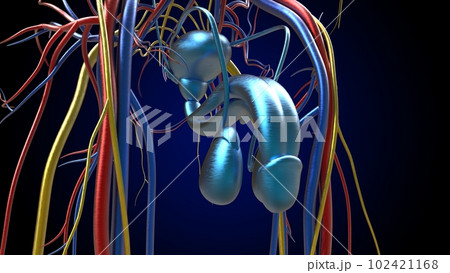 Male Reproductive System Anatomy For Medical Concept 3D Rendering Male Reproductive System Anatomy For Medical Concept 3D Rendering 102421168