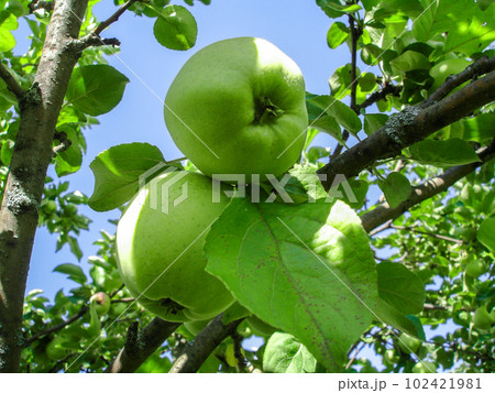 Green apples ripen on a tree in an orchard on a sunny summer day. Close-up. Harvest. August, the end of summer 102421981