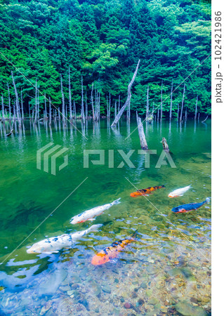 一の俣桜公園の蒼霧鯉池 102421986