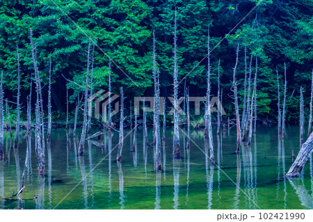 一の俣桜公園の蒼霧鯉池 102421990