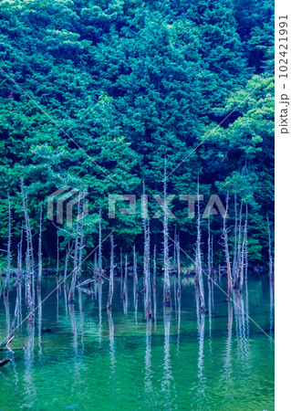 一の俣桜公園の蒼霧鯉池 102421991