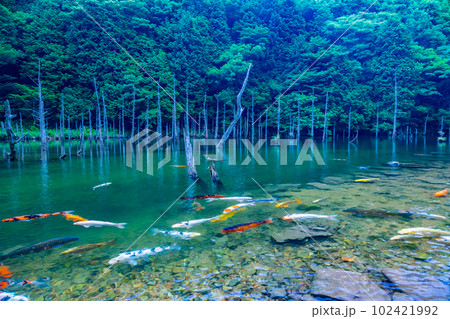 一の俣桜公園の蒼霧鯉池 102421992