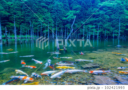 一の俣桜公園の蒼霧鯉池 102421993