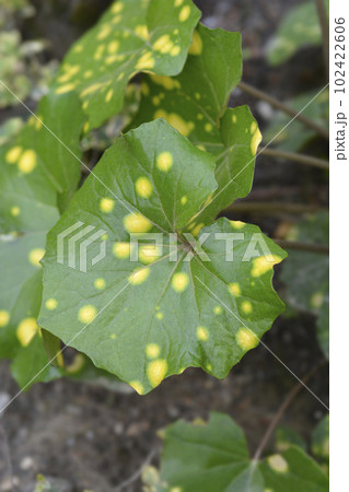 Gold-spotted Japanese farfugium 102422606