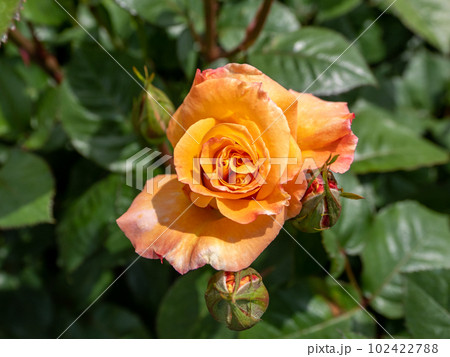 明るいオレンジ色で外側がピンク色になるバラの花【モナ リザ】 102422788