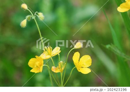 毒草だが繊細で美しいクサノオウの花 102423196