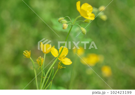 毒草だが繊細で美しいクサノオウの花 102423199