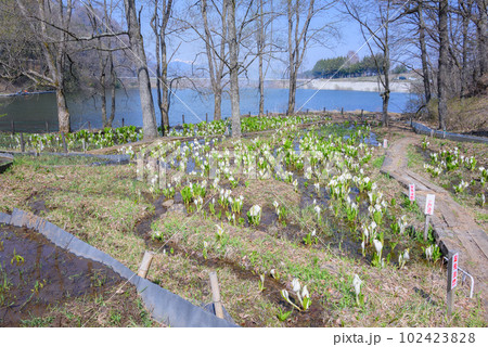 みどり湖水芭蕉公園【塩尻市】 みどり湖水芭蕉公園【塩尻市】 102423828
